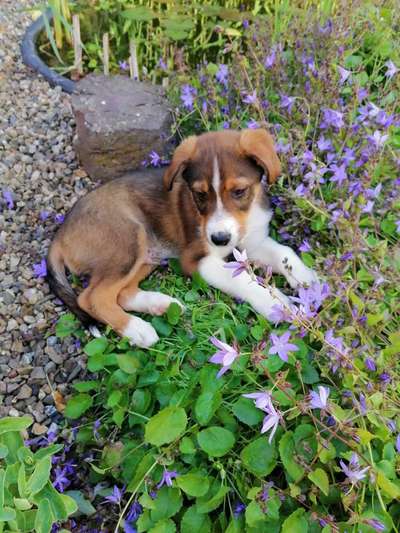 Die Dogorama Monats Challenge "Es grünt und blüht"-Beitrag-Bild