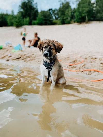 Hundeauslaufgebiet-Hundestrand Geesthof-Bild