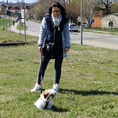 Hundetreffen-Treffen zur Gassirunde und Erfahrungsaustausch