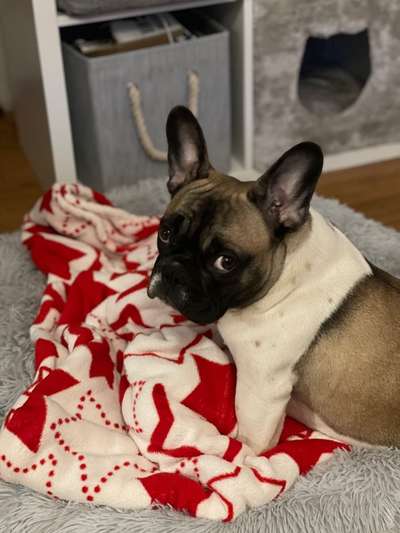 Französische Bulldoggen-Beitrag-Bild