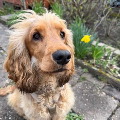 Hundetreffen-Spiel-und Gassirunden 🐾-Bild