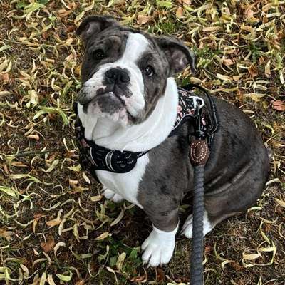 Hundetreffen-Welpentreffen mit Runa-Bild