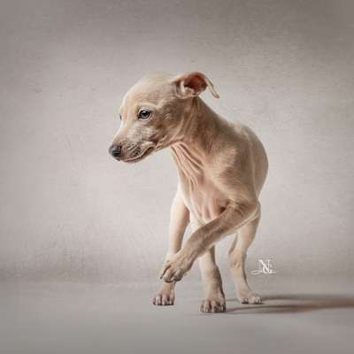 %{de_profession_title}-Tierfotografie Studio-Bild