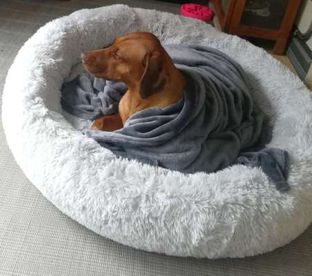 Rhodesian Ridgeback-Beitrag-Bild