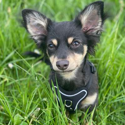 Hundetreffen-Welpentreffen Schmallenberg/Lennestadt-Bild