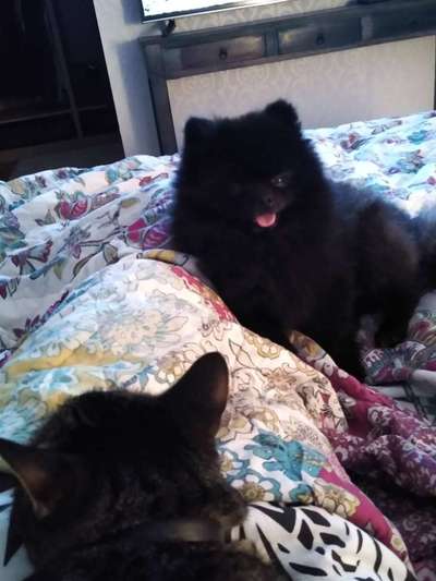 Hunde im Bett-Beitrag-Bild