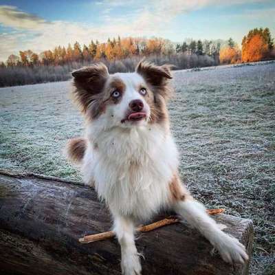 Fotochallenge Nr. 59 - Mein Hund zeigt die Zunge-Beitrag-Bild