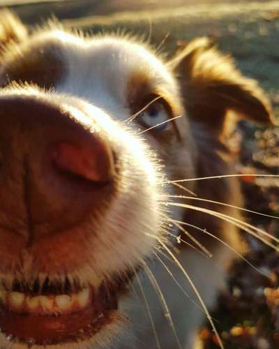 Hier ist der Spaßthread. Zum Schmunzeln und Kaputtlachen-Beitrag-Bild