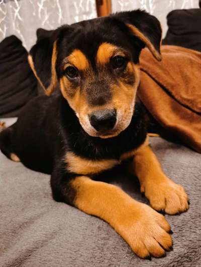 Welpen Bilder !-Beitrag-Bild