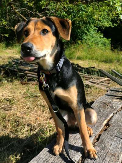 Tongue Out Tuesday-Beitrag-Bild