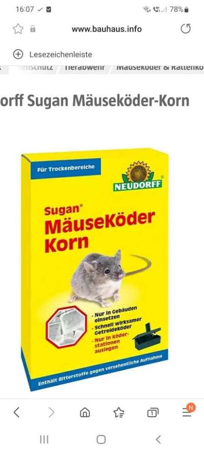 Giftköder-Mäusegift ausgelegt-Bild