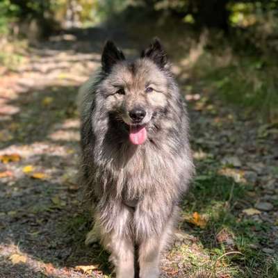 Hundetreffen-Omi's & Opi's - gemütliche Hunderunde-Bild