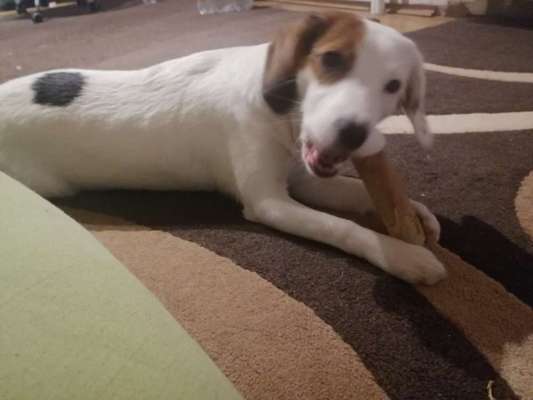 Auslandstierschutz-Beitrag-Bild