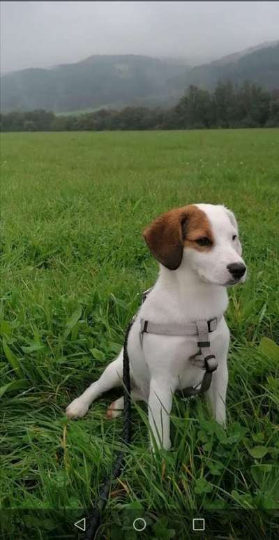 Mischlingshunde Foto Aufruf-Beitrag-Bild