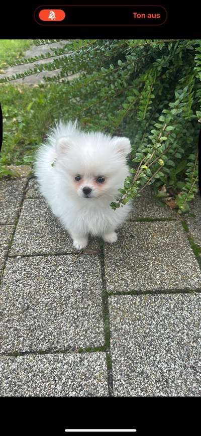 Hundetreffen-Welpen treffen aus Reutlingen-Bild