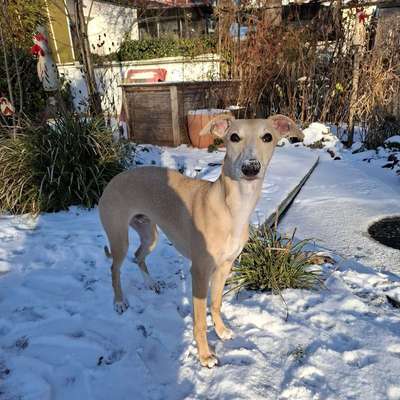 Hundetreffen-Hundekontakte Obermenzing/München West-Bild