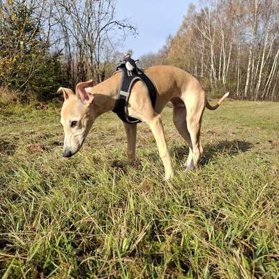 Hundetreffen-Welpentreffen München West-Bild