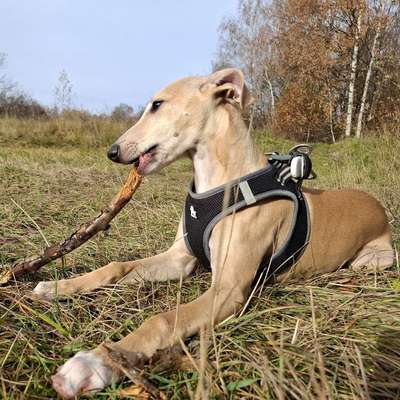 Hundetreffen-Hundekontakte Obermenzing/München West-Bild