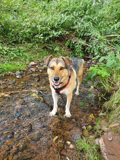 Jack Russel-Beitrag-Bild