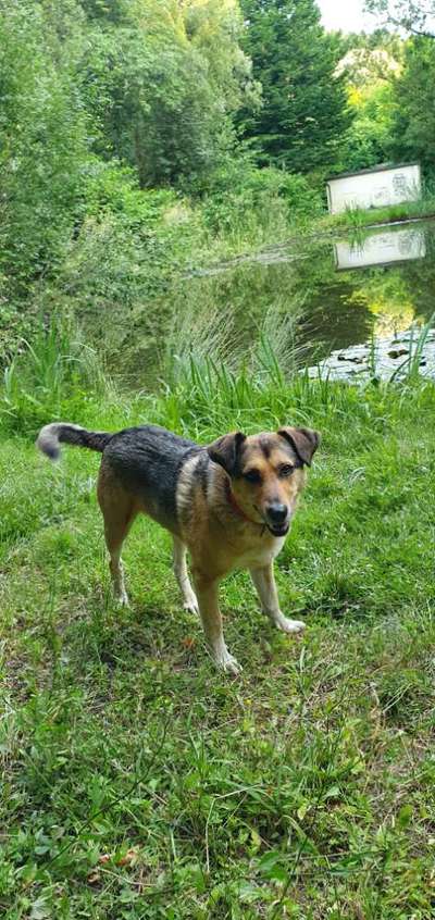 Eure Erfahrungen mit Hunden aus dem (Auslands)Tierschutz-Beitrag-Bild