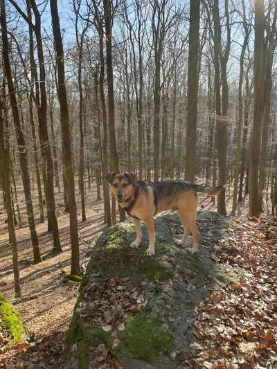 Hundetreffen-Gemeinsam Gassi und Training-Bild