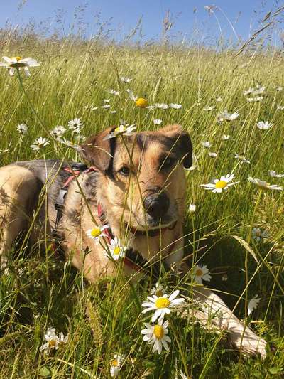 Die Dogorama Monats Challenge "Es grünt und blüht"-Beitrag-Bild