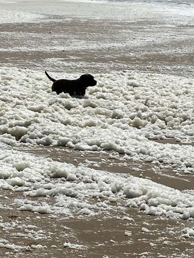 Challenge 41 - Mein Hund im Urlaub-Beitrag-Bild