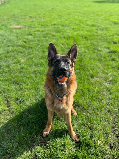 Hundetreffen-Schäferhund Treffen-Bild