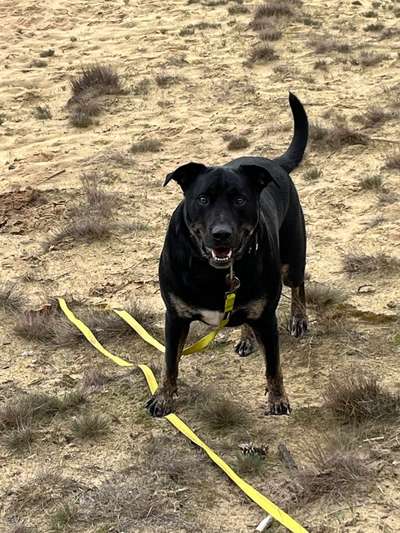 Hundetreffen-Gem. Gassirund 🐶🐶-Bild