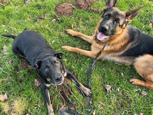 Hundetreffen-Treffen zum Spielen im Feld-Bild