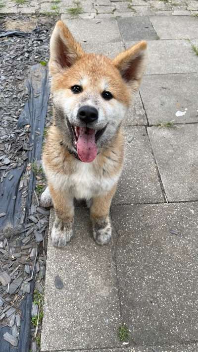 Akita Inu/American Akita (Mix) halter.-Beitrag-Bild