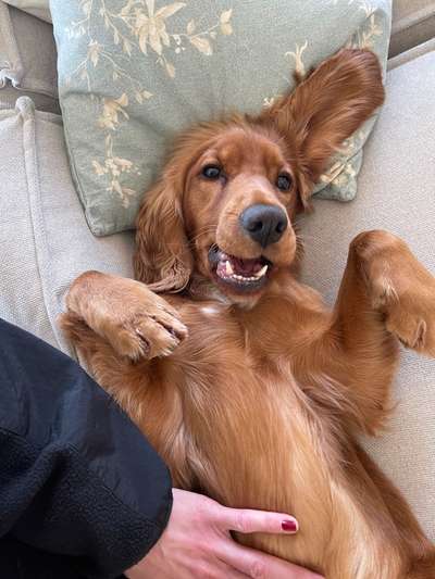 Dogorama Photo Challenge - Einmal lächeln bitte-Beitrag-Bild