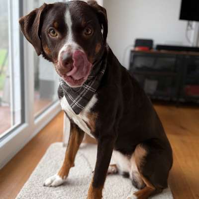 Hundetreffen-Gassi-Runden 🦮 um Rösrath-Bild