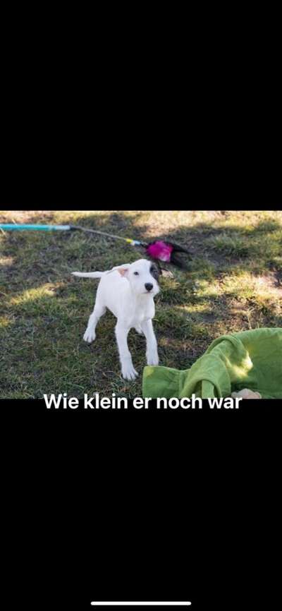 TierschutzhundeStammtisch🐕-Beitrag-Bild