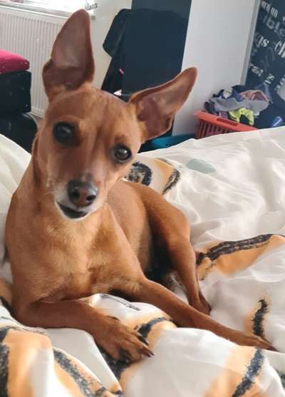 Wo sind die Zwergpinscher?-Beitrag-Bild