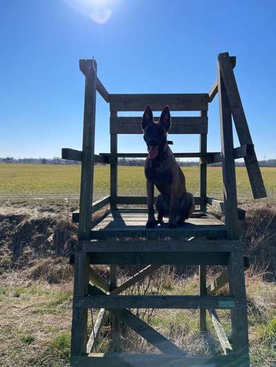 Hundetreffen-Playdate und Spaziergang für aktive Hunde-Bild