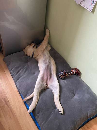 Dogorama Photo Challenge - Zeigt her eure Bäuche-Beitrag-Bild