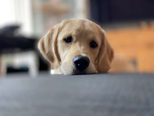 Wo sind die Golden Retriever Liebhaber?-Beitrag-Bild