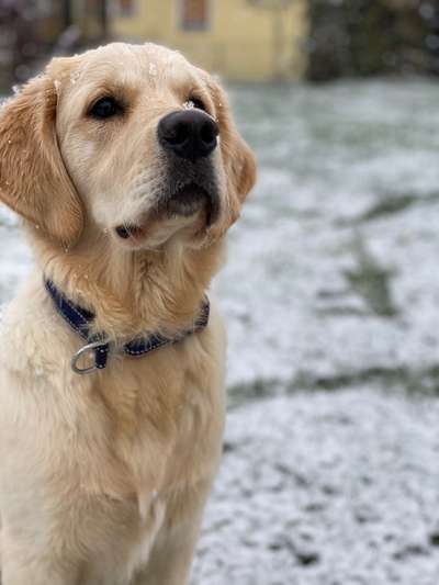 Wo sind die Golden Retriever Liebhaber?-Beitrag-Bild