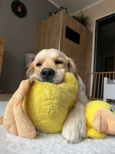 9.Farben-Fotochallenge            Gelb-Beitrag-Bild