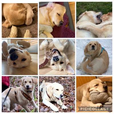 20. Collagen Challenge - "Lustige Schnappschüsse"-Beitrag-Bild