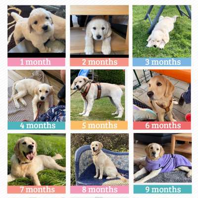 11. Collagen-Challenge
Dein*e Hund*e in verschiedenen Lebensphasen-Beitrag-Bild