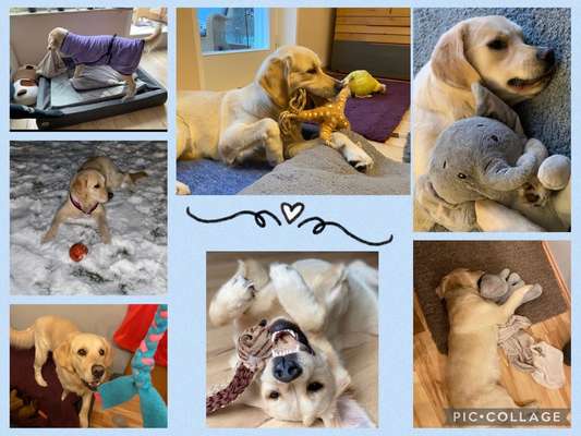 15. Collagenchallenge 
Dein Hund und sein Lieblingsspieli-Beitrag-Bild