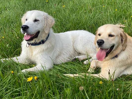 Wo sind die Golden Retriever Liebhaber?-Beitrag-Bild