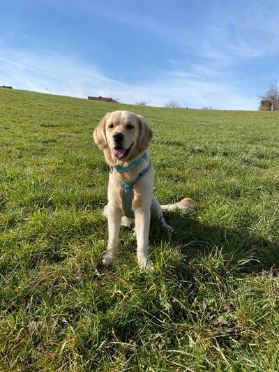 36. Handy Foto Challenge - Sonnenanbeter-Beitrag-Bild