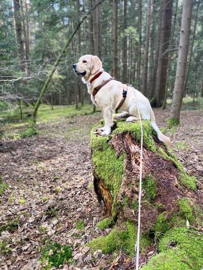 Handy Foto Challenge Nr. 49: Mein Freund der Baum-Beitrag-Bild