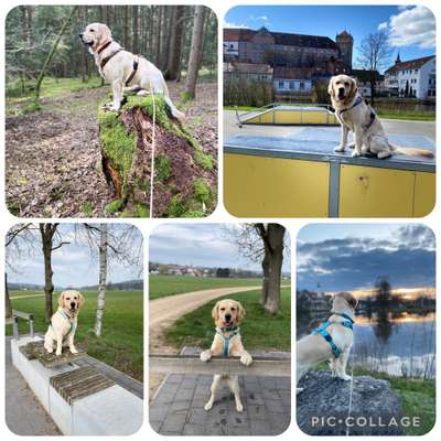 31. Collagen Challenge - Bänke/ Steine /Baumstümpfe-Beitrag-Bild