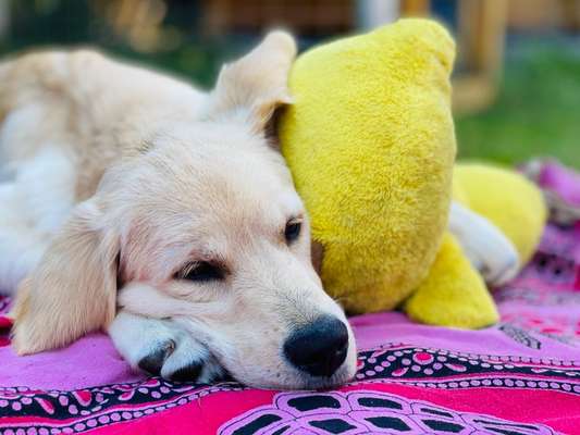 Foto's und Hundemodels-Beitrag-Bild