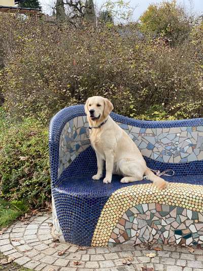 Wo sind die Golden Retriever Liebhaber?-Beitrag-Bild