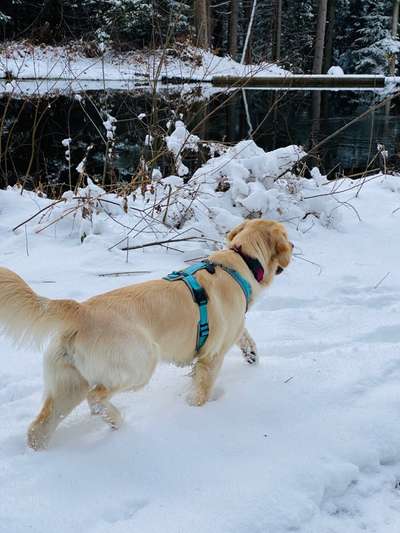Wo sind die Golden Retriever Liebhaber?-Beitrag-Bild
